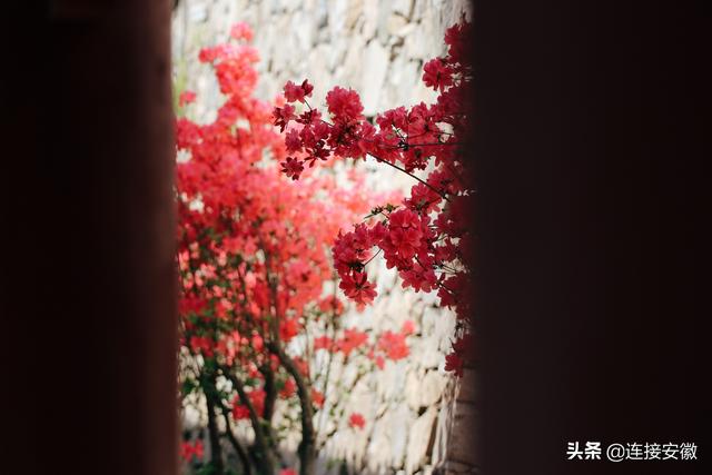 “香”约霍山丨大型媒体采风团来到安徽霍山开启寻香之旅