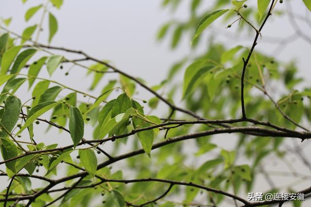 嫩芽香且灵，吾谓草中英丨品茶，知霍山