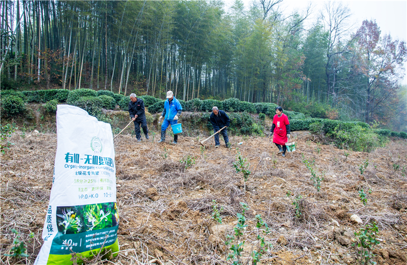 村民陈再明和几位村民正在给金银花施肥.jpg