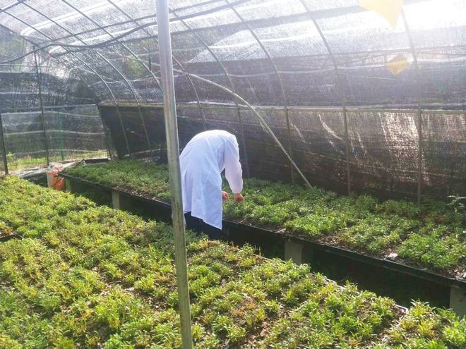 太平畈乡农产品质量安全监管站工作人员正在采集石斛样品.jpg