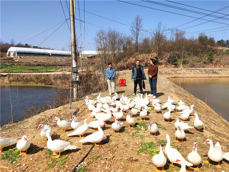 图为灿灿家庭农场番鸭良种培育基地.jpg