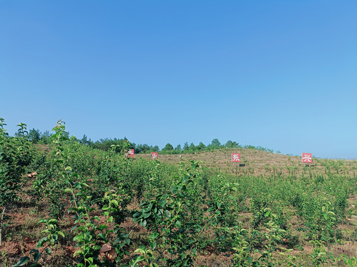 黄金蜜梨基地.jpg