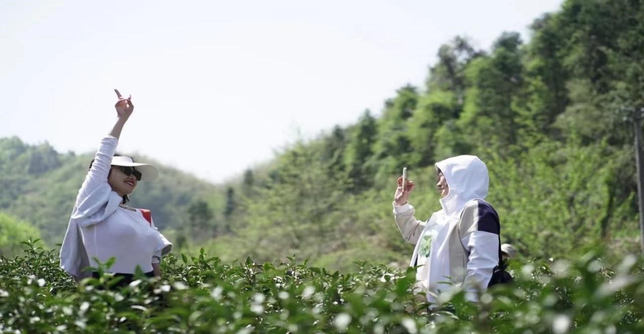 图为游客在凡冲茶海体验摘茶.jpg